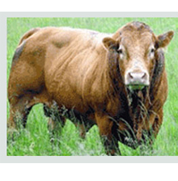 Livestock , Grass Production